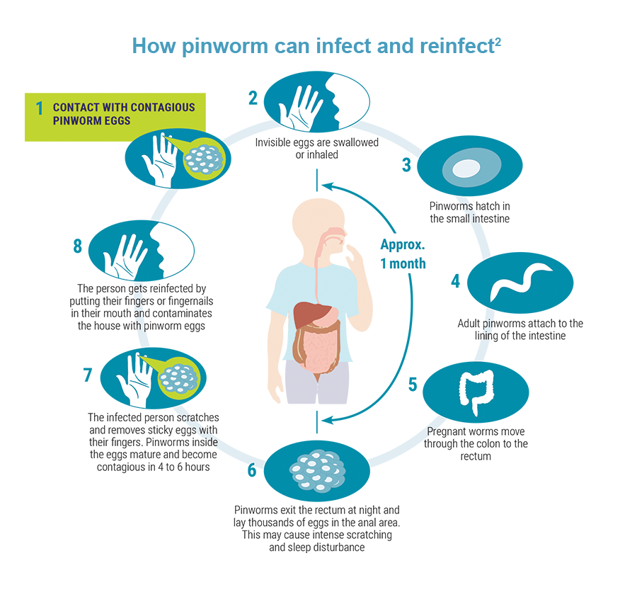 The lifecycle of pinworm