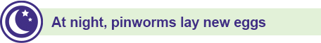 At night, pinworms lay new eggs